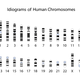 Image for article titled How Artificial Chromosomes Could Transform Humanity